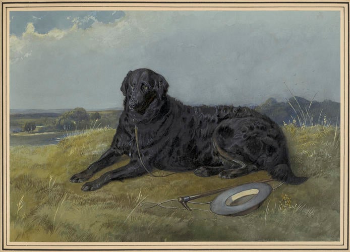 Duck. A retriever belonging to the Prince of Wales. 1852