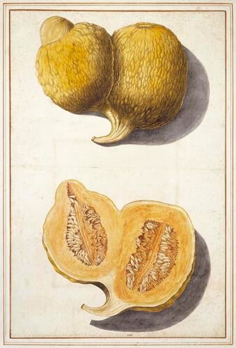 Deformed melon (Cucumis melo L. )