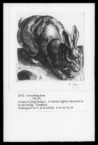 Crouching Hare
