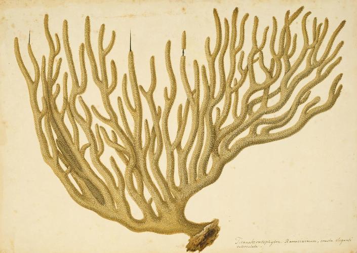 Titanokeratophyton ramocissimum, crusta eleganti tuberculata