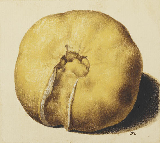 Pummelo, Citrus grandis (L. ) Osb. , hybrid: 'pregnant' whole fruit