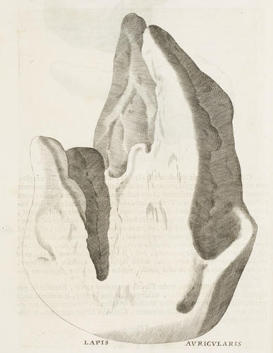 Michaelis Mercati Samminiatensis Metallotheca, opus posthumum. 	Romae apud Jo. Mariam Salvioni Typographum Vaticanum