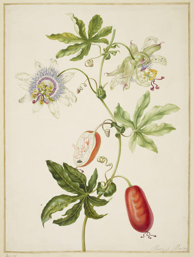 Passion Flower