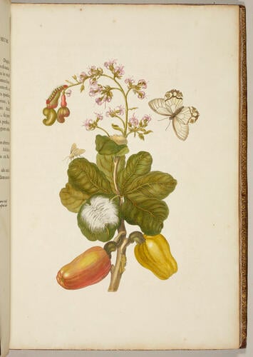 Metamorphosis insectorum Surinamensium. In qua erucae ac vermes Surinamenses, cum omnibus suis transformationibus, ad vivum delineatur & describuntur, singulis eorum in plantas, flores & fructus colloeatis, in quibus reperta sunt; tum etiam generatio ranarum, busonum rariorum, lacertarum, serpentatum, araconium & formicarium exhibitur, omnia in America ad virum naturalis magnitudinae picta atque descripta / per Mariam Sibyllam Merian Metamorphosis insectorum Surinamensium. In qua erucae ac vermes Surinamenses, cum omnibus suis transformationibus, ad vivum delineatur & describuntur, singulis eorum in plantas, flores & fructus colloeatis, in quibus reperta sunt; tum etiam generatio ranarum, busonum rariorum, lacertarum, serpentatum, araconium & formicarium exhibitur, omnia in America ad virum naturalis magnitudinae picta atque descripta / per Mariam Sibyllam Merian