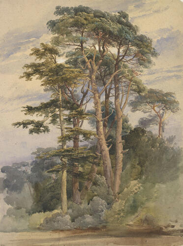 Study of fir trees