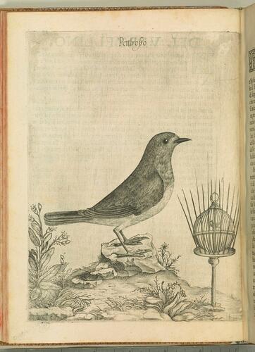Uccelliera overo discorso della natura e proprieta di diversi uccelli e in particolare di que che cantano, con il modo di prendergli. . . Uccelliera overo discorso della natura e proprieta di diversi uccelli e in particolare di que che cantano, con il modo di prendergli. . .