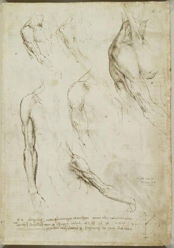 The muscles of the shoulder and arm (recto); The muscles of the shoulder and arm, and the bones of the foot (verso) The muscles of the shoulder and arm (recto); The muscles of the shoulder and arm, and the bones of the foot (verso)