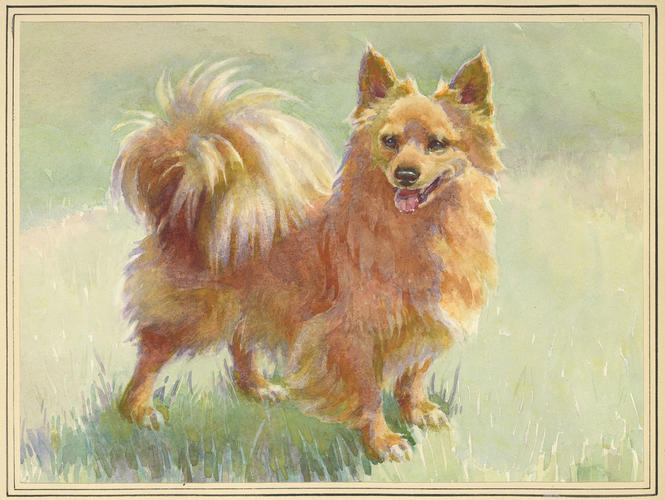 Marco, Pomeranian dog, belonging to Queen Victoria Marco, Pomeranian dog, belonging to Queen Victoria