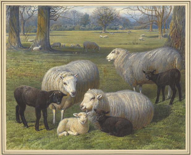 Sheep and lambs at Shaw Farm, Home Park, Windsor. 1870