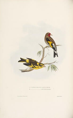A Century of birds from the Himalaya Mountains / by John Gould