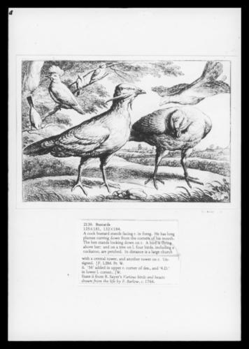 Bustards Bustards