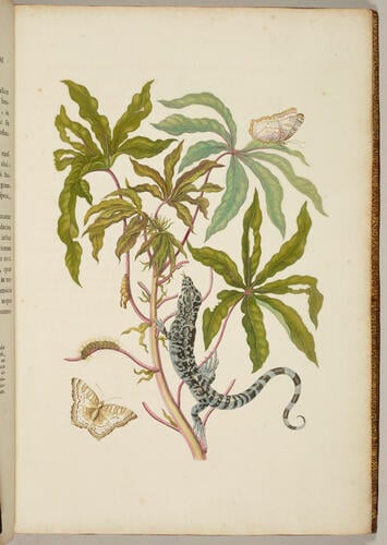 Metamorphosis insectorum Surinamensium. In qua erucae ac vermes Surinamenses, cum omnibus suis transformationibus, ad vivum delineatur & describuntur, singulis eorum in plantas, flores & fructus colloeatis, in quibus reperta sunt; tum etiam generatio ranarum, busonum rariorum, lacertarum, serpentatum, araconium & formicarium exhibitur, omnia in America ad virum naturalis magnitudinae picta atque descripta / per Mariam Sibyllam Merian Metamorphosis insectorum Surinamensium. In qua erucae ac vermes Surinamenses, cum omnibus suis transformationibus, ad vivum delineatur & describuntur, singulis eorum in plantas, flores & fructus colloeatis, in quibus reperta sunt; tum etiam generatio ranarum, busonum rariorum, lacertarum, serpentatum, araconium & formicarium exhibitur, omnia in America ad virum naturalis magnitudinae picta atque descripta / per Mariam Sibyllam Merian