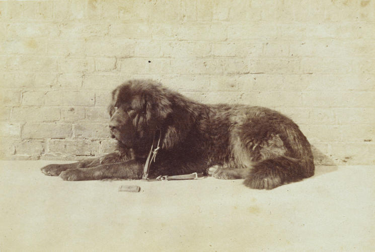 Bout, a Tibetan Mastiff Bout, a Tibetan Mastiff