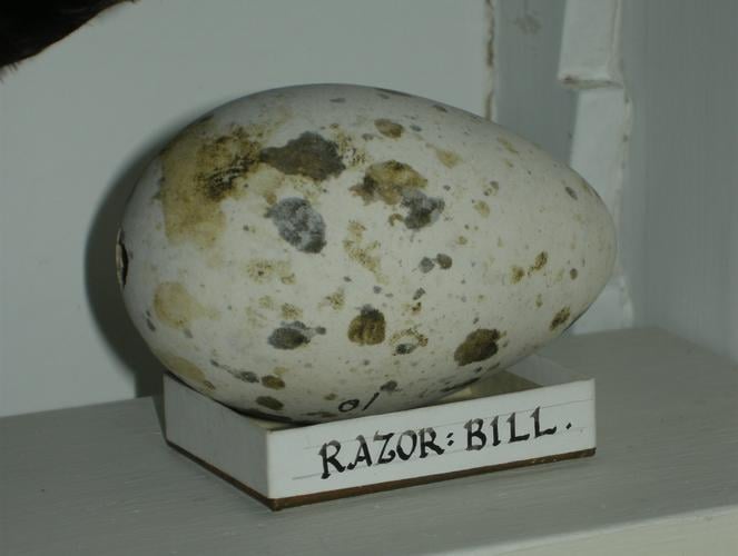 Razorbill's egg