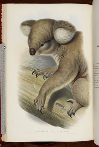 The Mammals of Australia ; v. 1 / by John Gould