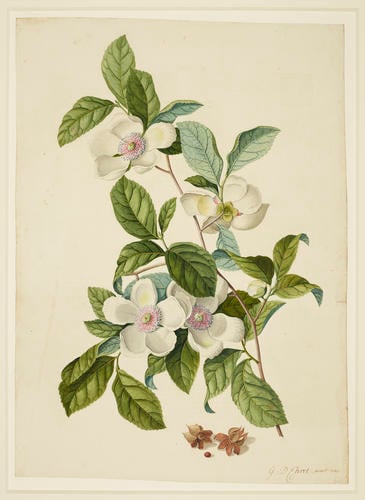 Silky Camellia Silky Camellia