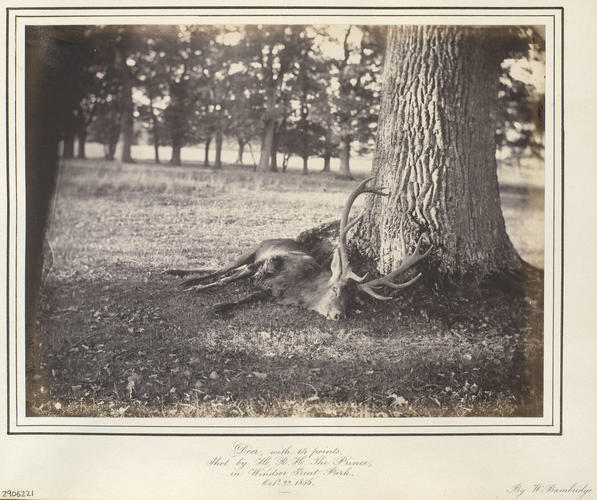 'Deer, with 14 points, shot by HRH The Prince, in Windsor Great Park, Oct 22, 1856' 'Deer, with 14 points, shot by HRH The Prince, in Windsor Great Park, Oct 22, 1856'