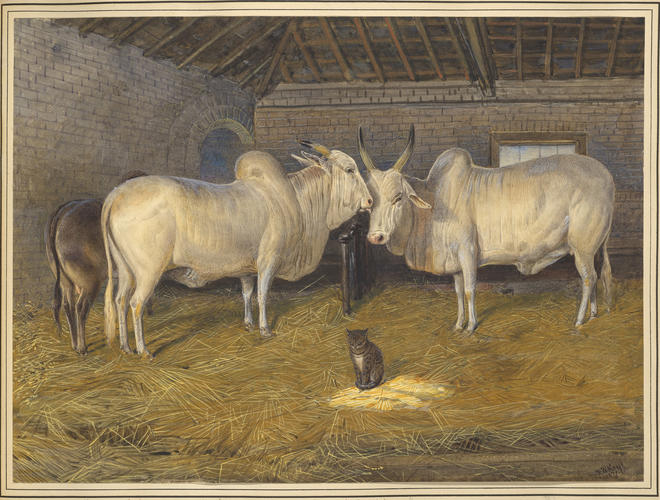 Zebu cows and bull. 1871