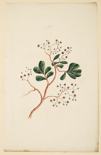 A Collection of exotics from the Island of Antigua / by a Lady