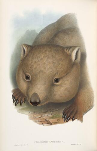 The Mammals of Australia ; v. 1 / by John Gould