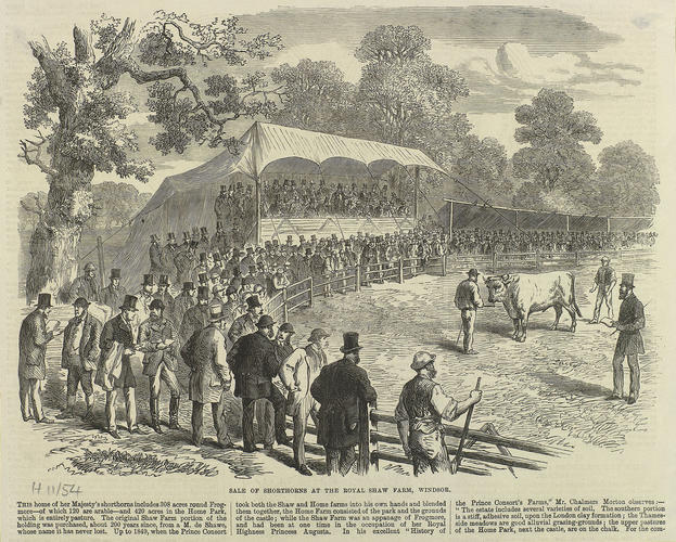 Sale of Shorthorns at the Royal Shaw Farm, Windsor Sale of Shorthorns at the Royal Shaw Farm, Windsor