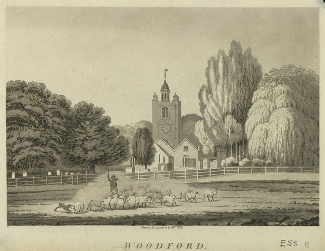 Woodford Woodford