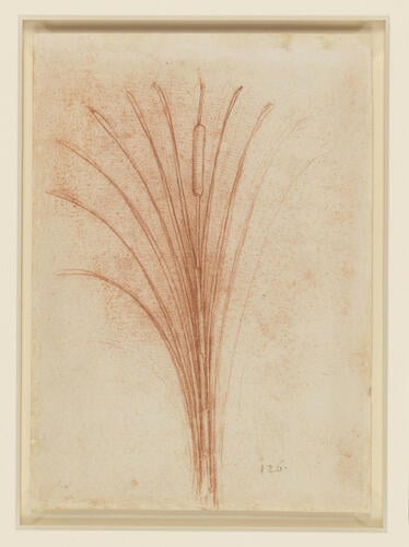 Recto: A branched bur-reed. Verso: A bulrush Recto: A branched bur-reed. Verso: A bulrush