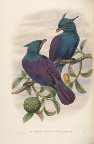 The Birds of New Guinea and the adjacent Papuan Islands, including many new species recently discovered in Australia ; v. 1 / by John Gould ; completed after the authors death by R. Bowdler Sharpe