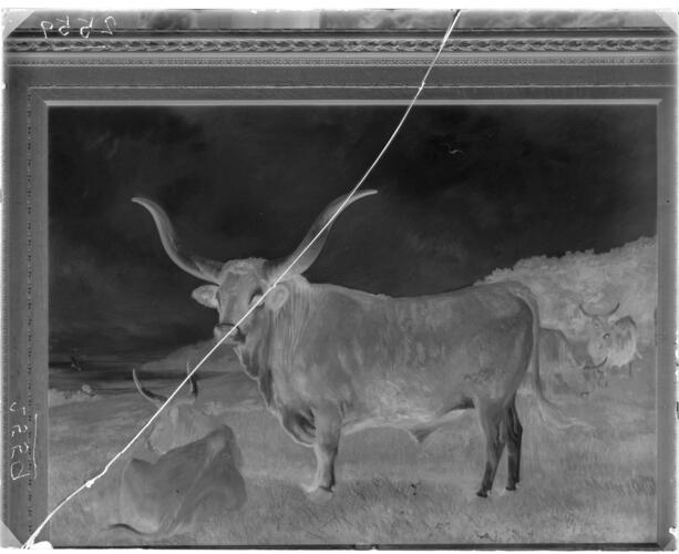 Glass plate negative of a painting of Spanish Oxen Glass plate negative of a painting of Spanish Oxen