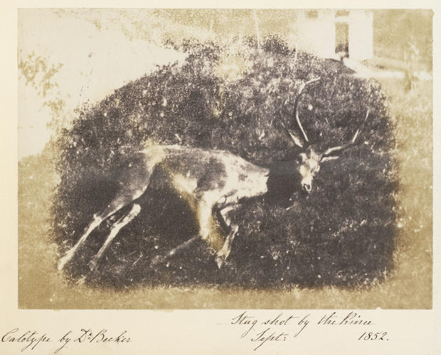 Stag shot by the Prince