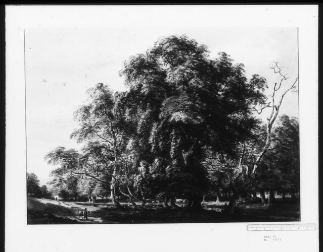 Woodland Scene