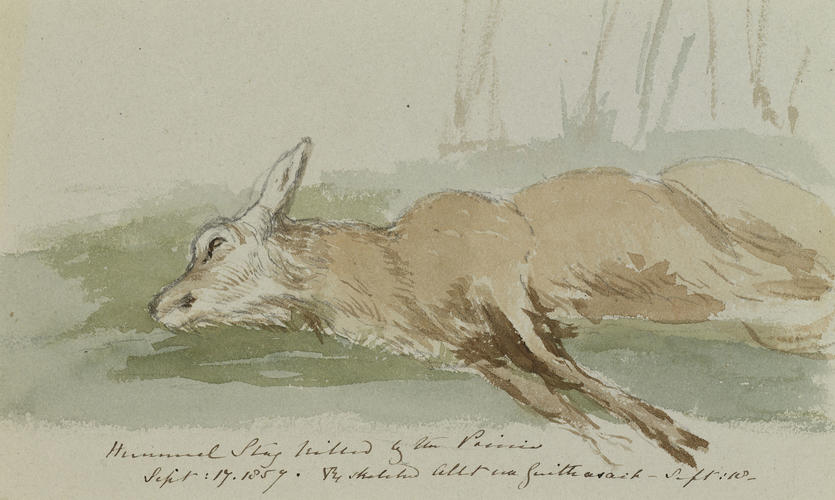Hummel Stag killed by the Prince Sept: 17. 1857