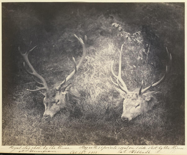 Stags shot by Prince Albert (1819-61)