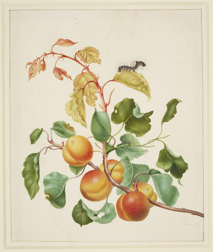 Apricot branch with Dark Dagger Moth caterpillar