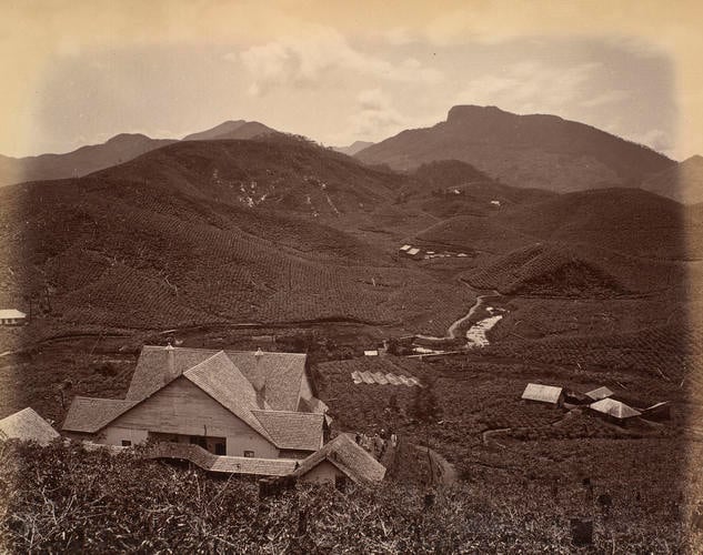 Cameron's Land Estate, Dimbula