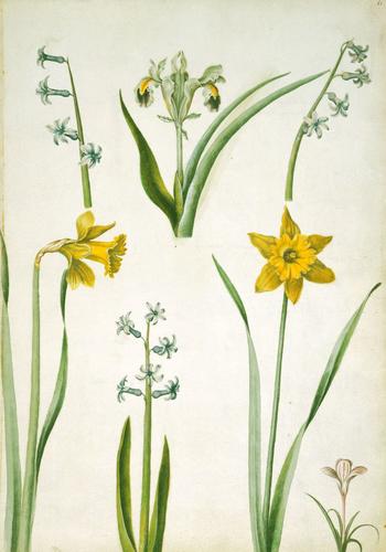 Hyacinths, Persian iris, Spanish daffodils and purple crocus