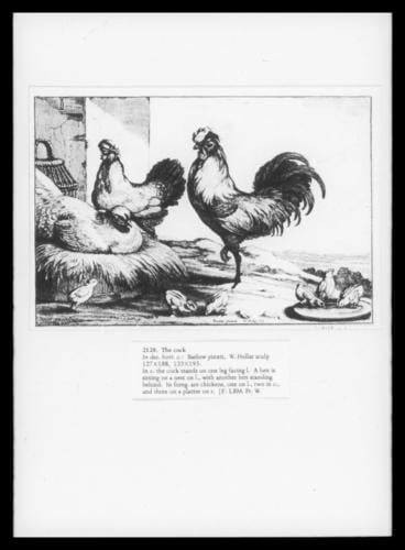 The Cock The Cock