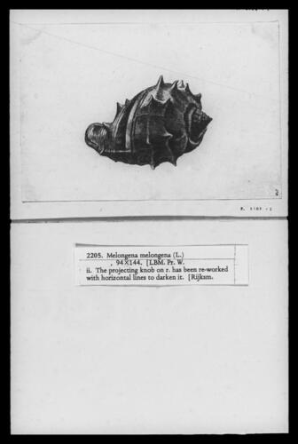 West Indian crown conch (Melongena melongena)