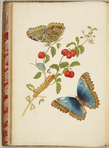 Metamorphosis insectorum Surinamensium, . . . tum etiam generatio ranarum, busonum rariorum, . . . omnia in America ad vivum . . . / picta atque descripta per Marian Sibyllam Merian