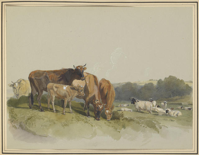 The Victoria cow with her calves, and a flock of Tibet sheep, at Osbourne The Victoria cow with her calves, and a flock of Tibet sheep, at Osbourne