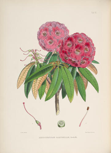 The Rhododendrons of Sikkim-Himalaya : being an account, botanical and geograhpical, of the rhododendrons recently discovered in the mountains of Eastern Himalaya, . . . / by Joseph Dalton Hooker ; edited by Sir W. J. Hooker