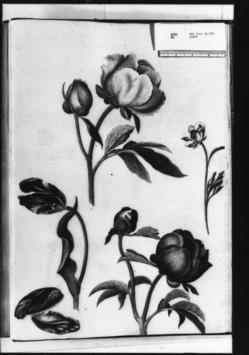 Peonies, turban ranunculus and tulip