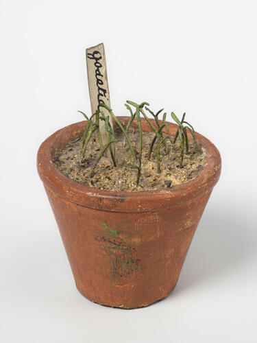 Pot of godetia seedlings