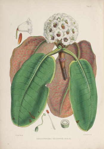 The Rhododendrons of Sikkim-Himalaya : being an account, botanical and geograhpical, of the rhododendrons recently discovered in the mountains of Eastern Himalaya, . . . / by Joseph Dalton Hooker ; edited by Sir W. J. Hooker