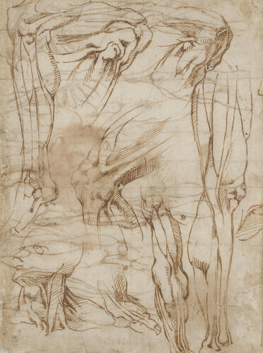 Anatomical figures