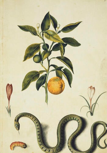 Seville orange, purple crocuses, grass snake and goat moth caterpillar