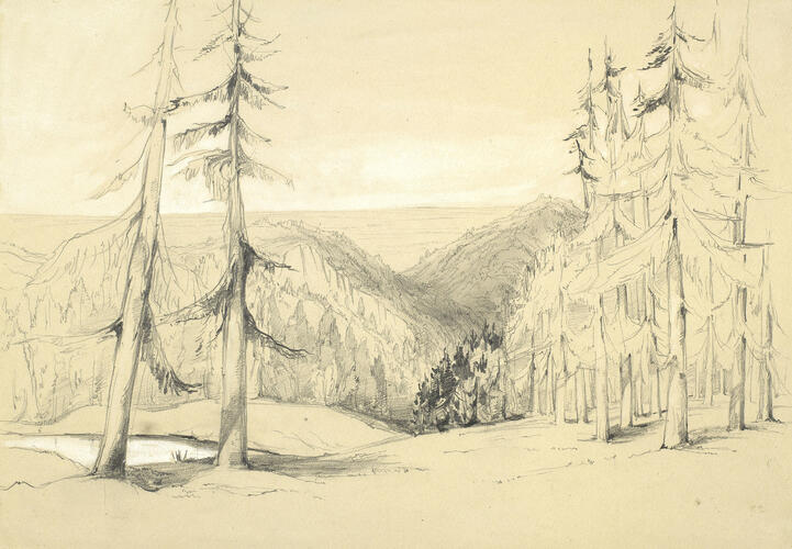 Old silver firs, seen from the Forest House or Jägersruh, near Reinhardsbrunn Old silver firs, seen from the Forest House or Jägersruh, near Reinhardsbrunn