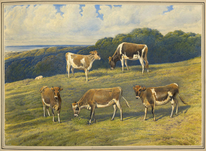 Five Alderney heifers at Osborne. 1866 Five Alderney heifers at Osborne. 1866