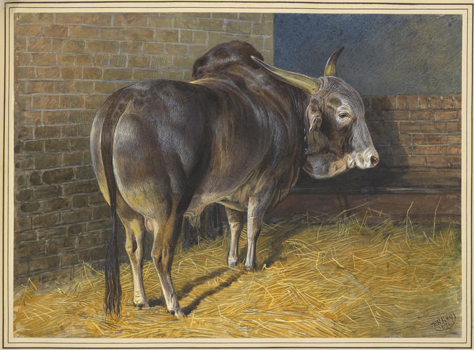Zebu bull, sent to the Queen as a present from the Maharajah of Mysore. 1871 Zebu bull, sent to the Queen as a present from the Maharajah of Mysore. 1871