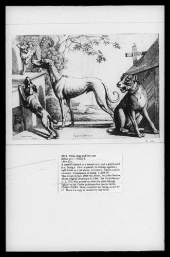 Three dogs and two cats Three dogs and two cats